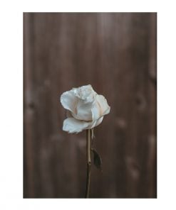 White Rose Design Customized Photo Printed Notebook