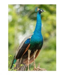 Peacock Design Customized Photo Printed Notebook