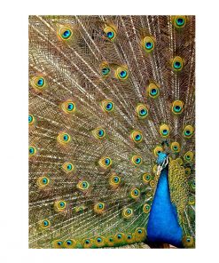 Peacock Design Customized Photo Printed Notebook